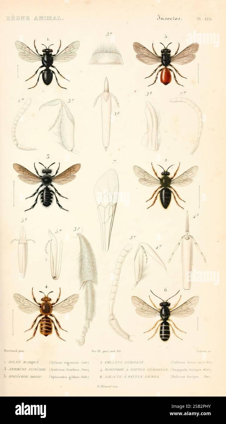 Le règne animal distribué d'après son organisation, Paris, 1836-1849 ...