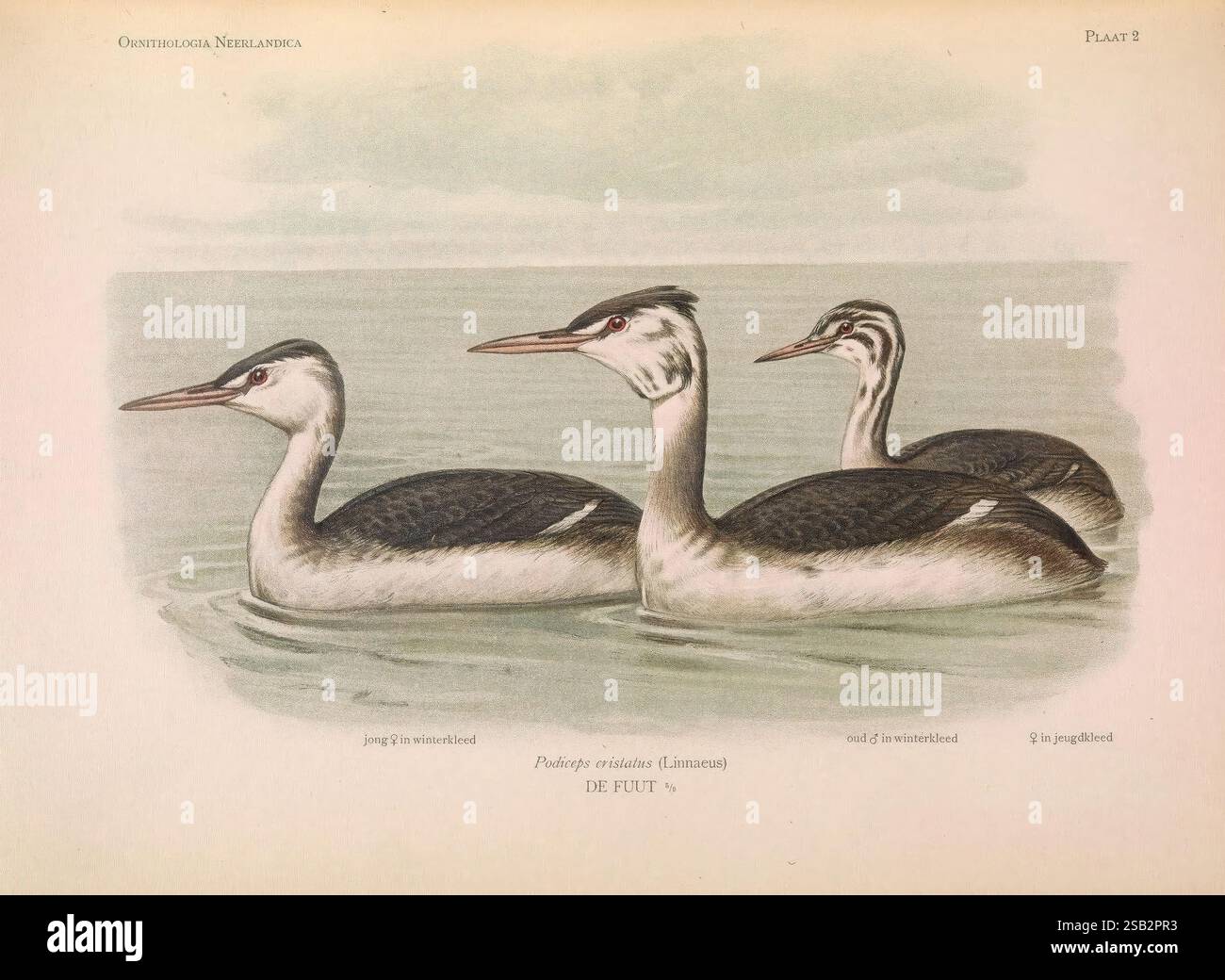 Most Streamlined Bird Ornithologia neerlandica 's-Gravenhage M. Nijhoff 1922-35 birds ...