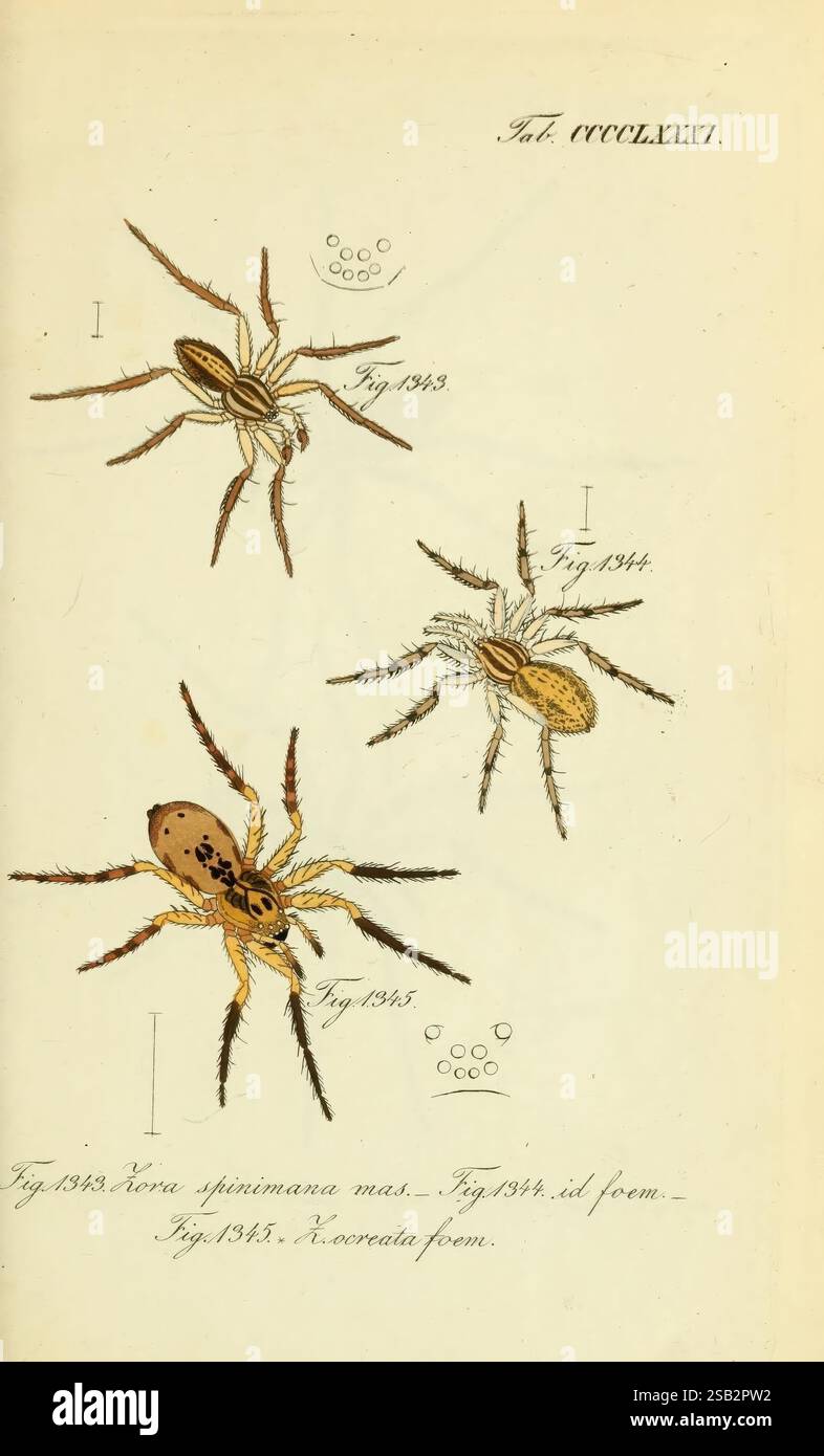 Die Arachniden, Nürnberg, In der C. H. Zeh'schen Buchhandlung, 1831 ...