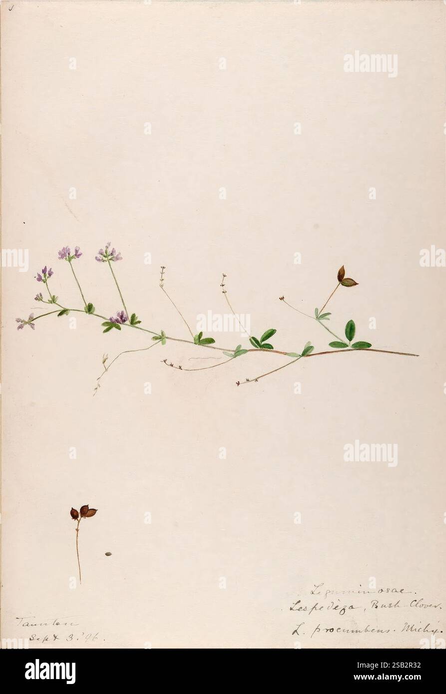 Slender plant stem adorned hi-res stock photography and images - Alamy
