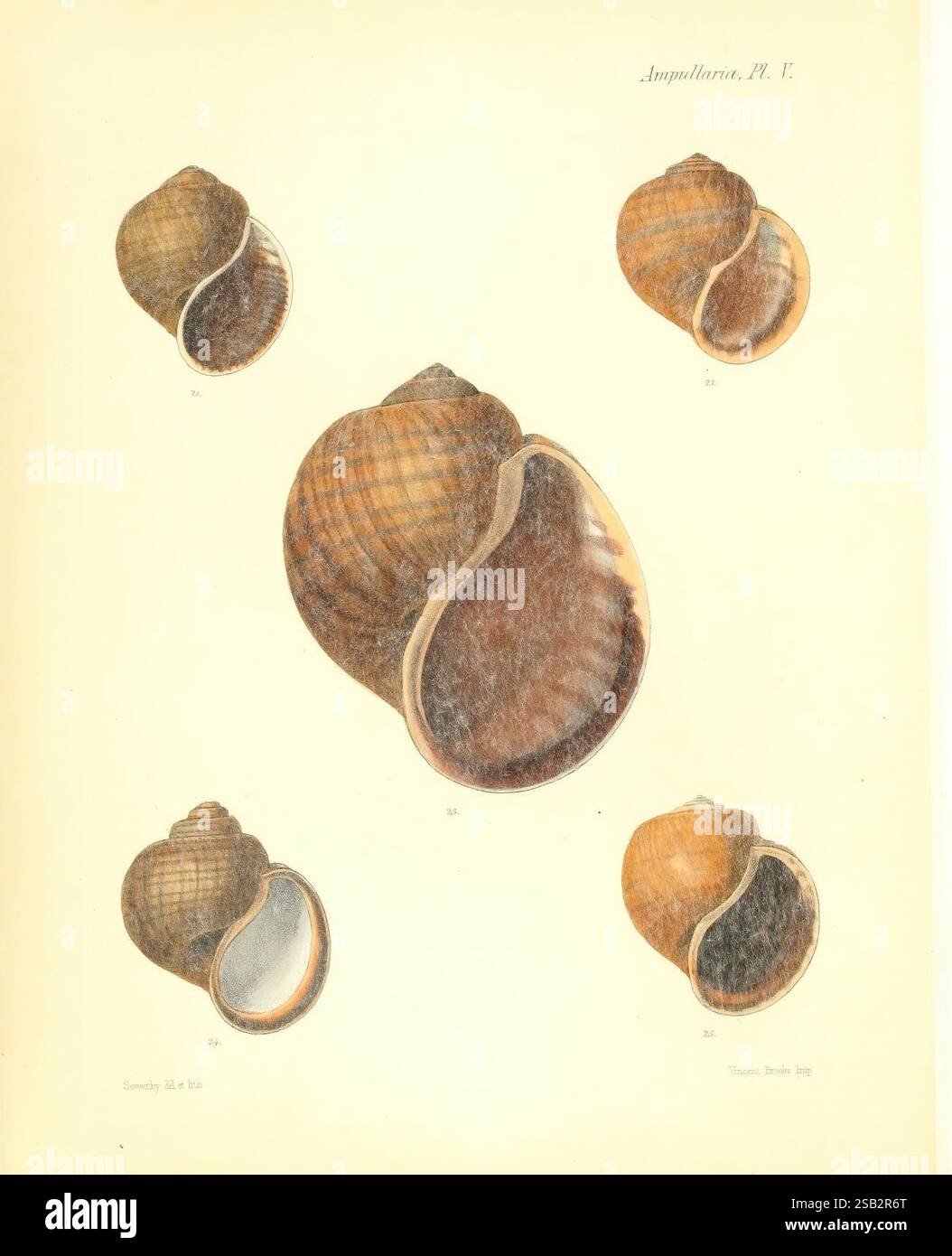 Conchologia iconica, or Illustrations of the shells of molluscous ...