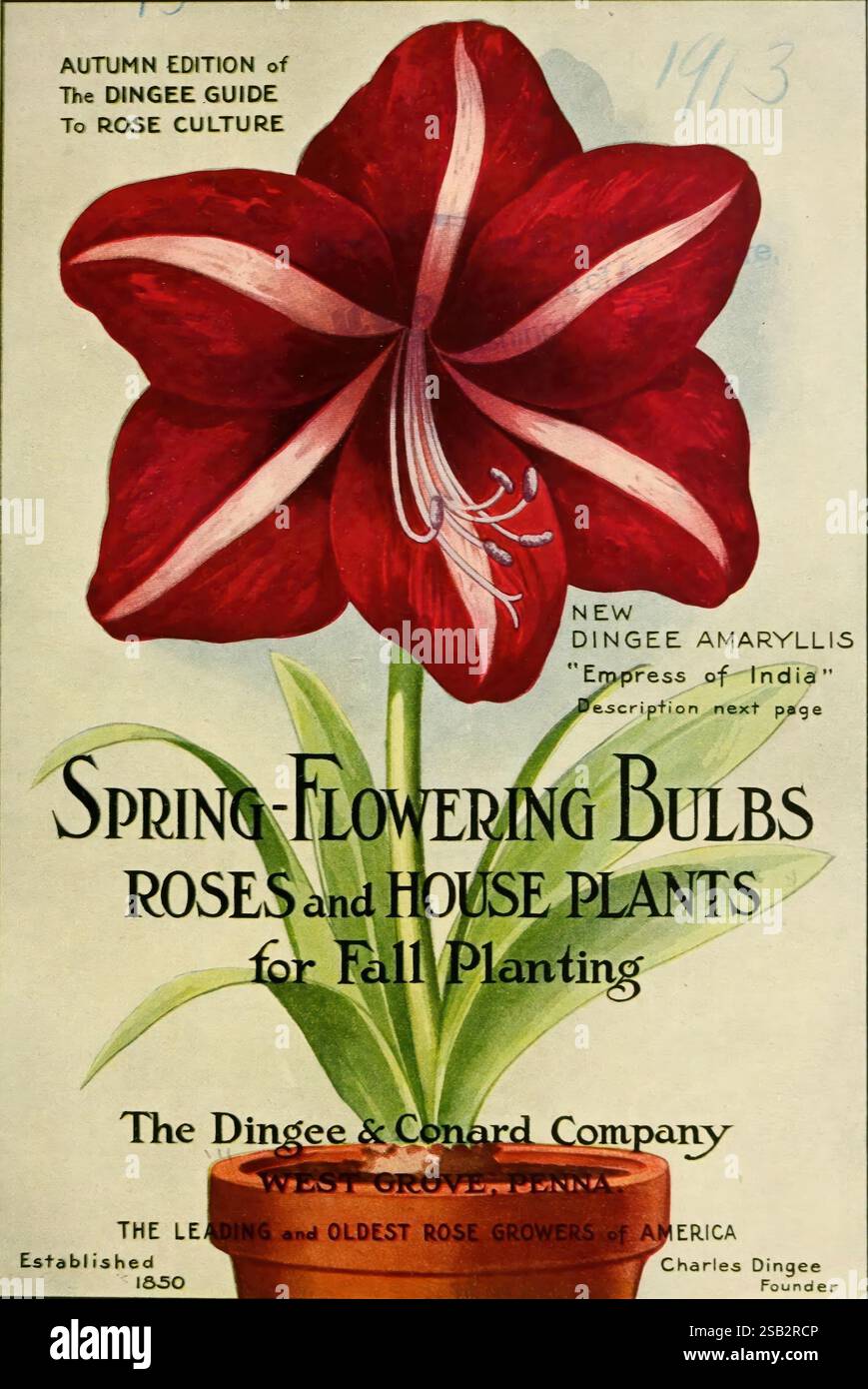 Conard's Spring India amaryllis hi-res stock photography and images - Alamy