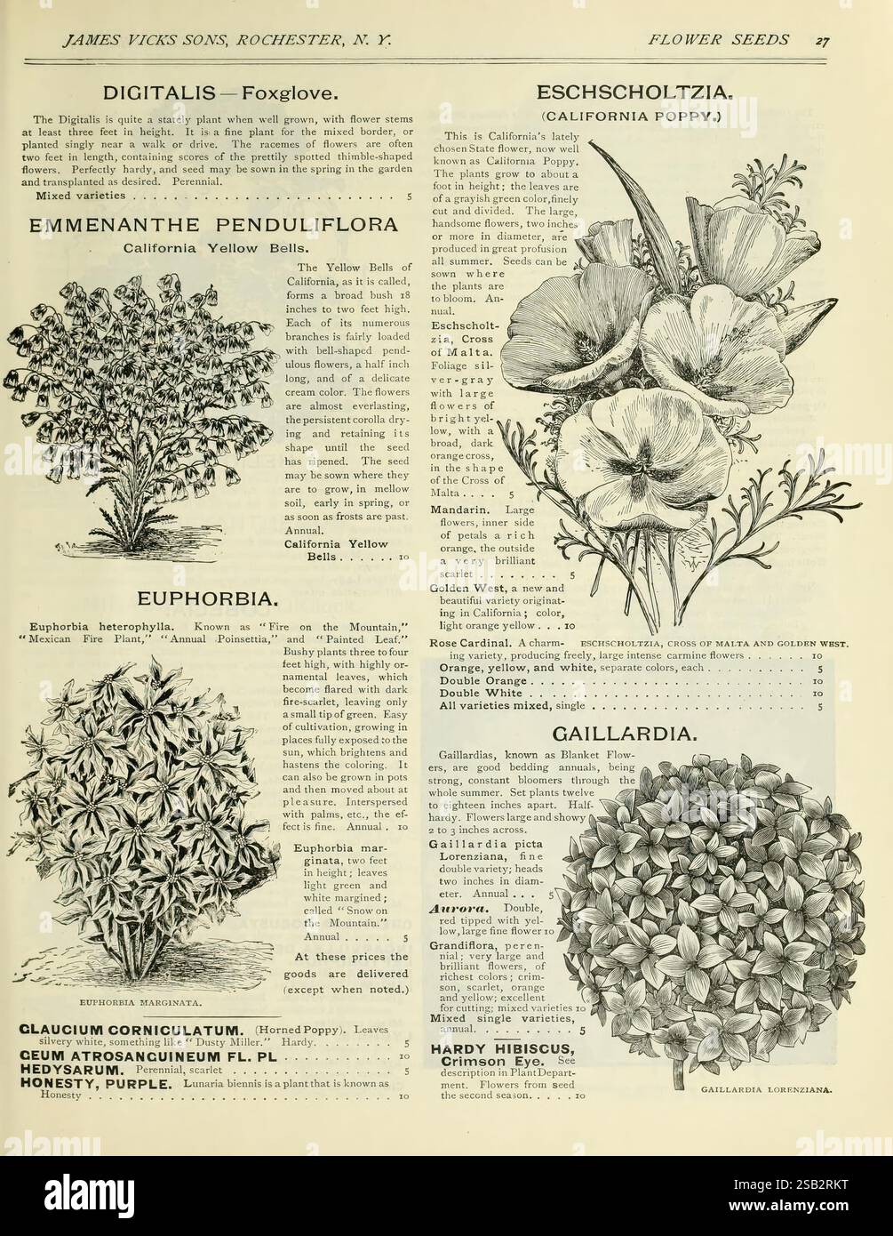Vintage botanical catalog page featuring hires stock photography and