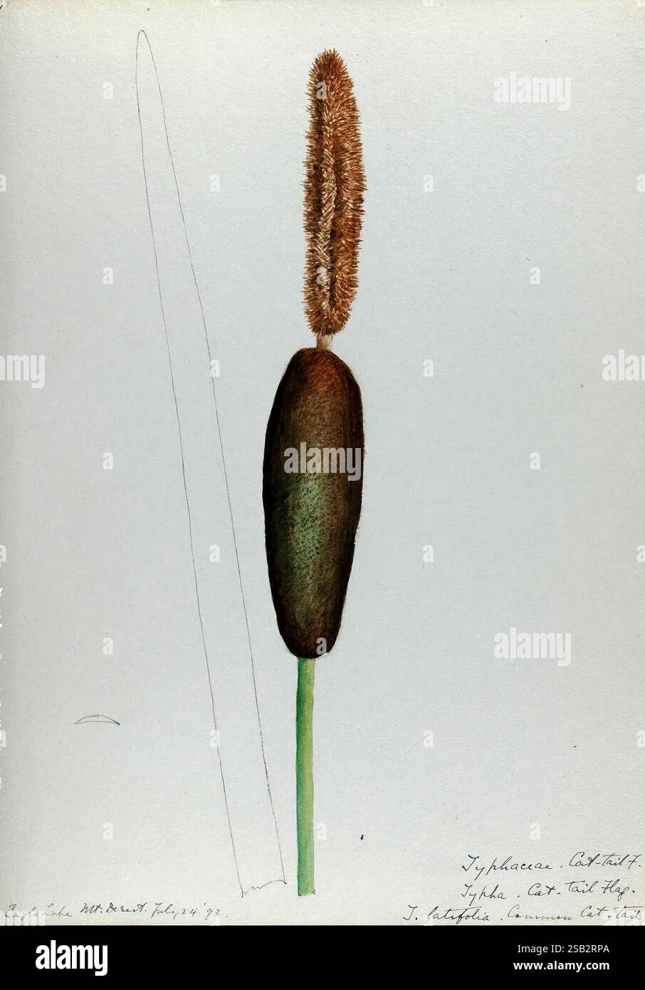 Displayed prominently atop long hi-res stock photography and images - Alamy