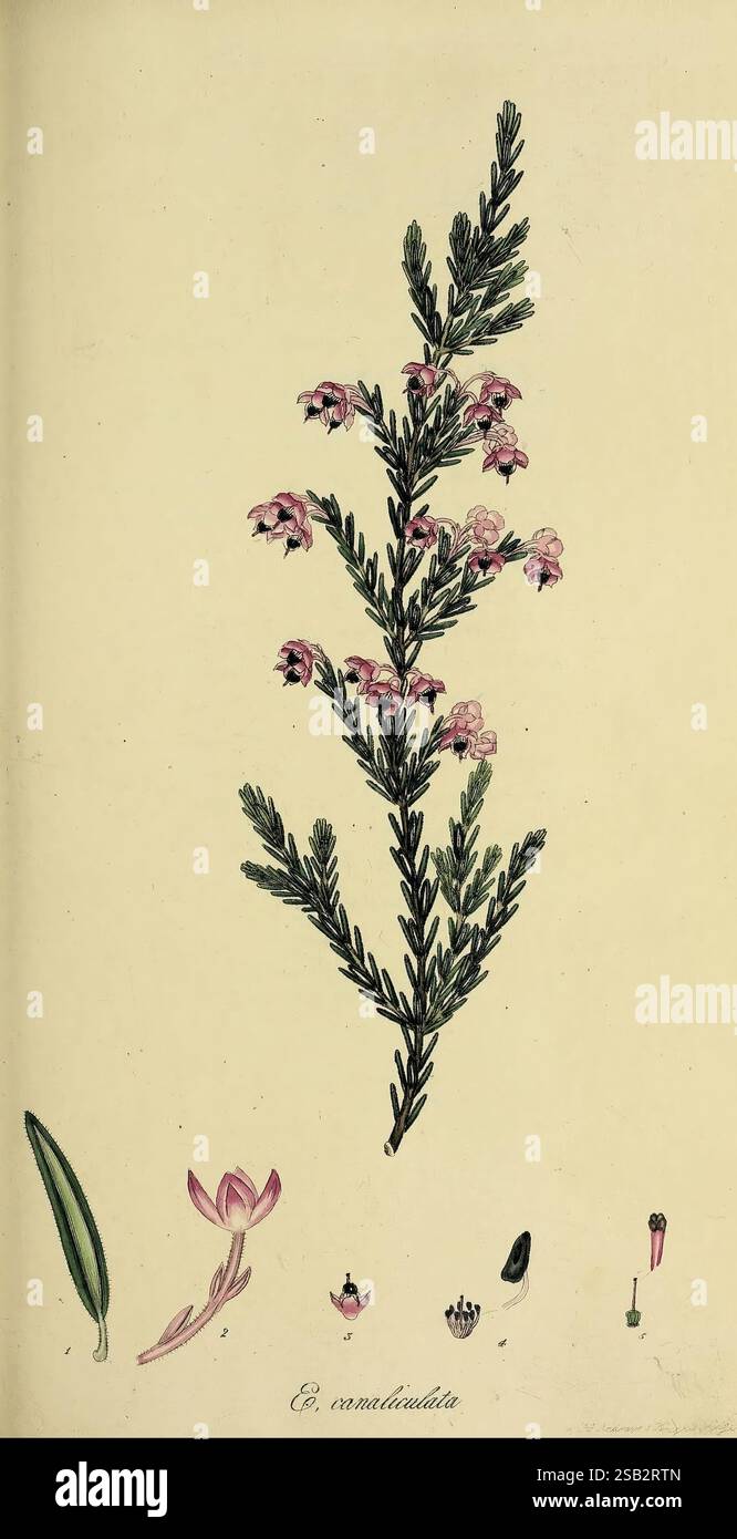Plants slender appearance hi-res stock photography and images - Alamy