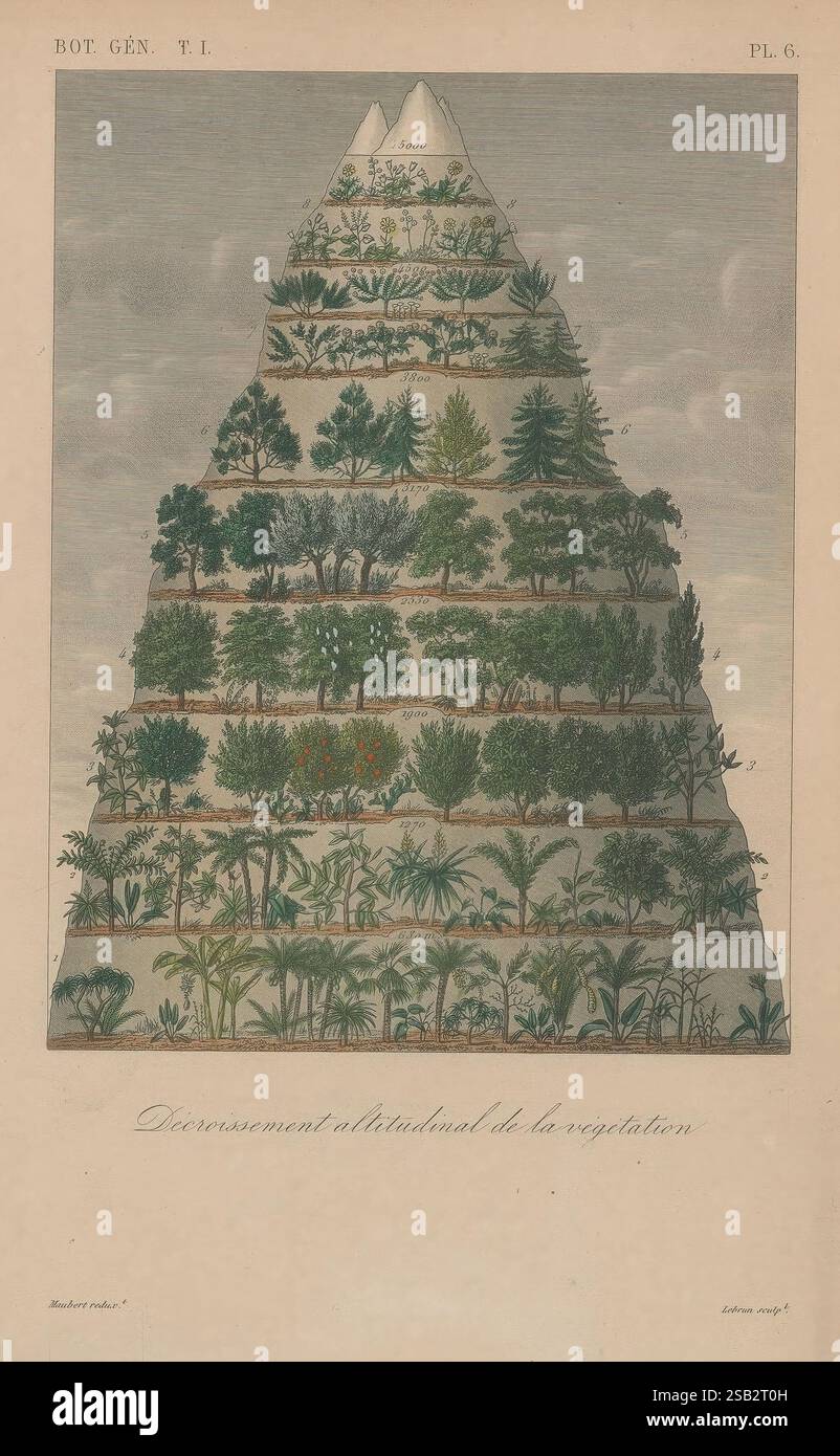 Traité de botanique générale, Paris, Abel Pilon et cie, éditeurs,33 rue de fleurs, botany, pictorial works, plants, This illustration depicts a richly detailed representation of a mountainous landscape, showcasing the concept of vegetation zones at varying altitudes. Each tier of the mountain displays a distinct type of plant life, ranging from low-lying shrubs and grasses at the base to lush forests and towering trees further up. The layers transition gradually, highlighting the changes in flora as one ascends in elevation. A small peak is visible at the top, surrounded by clouds, contributin Stock Photo