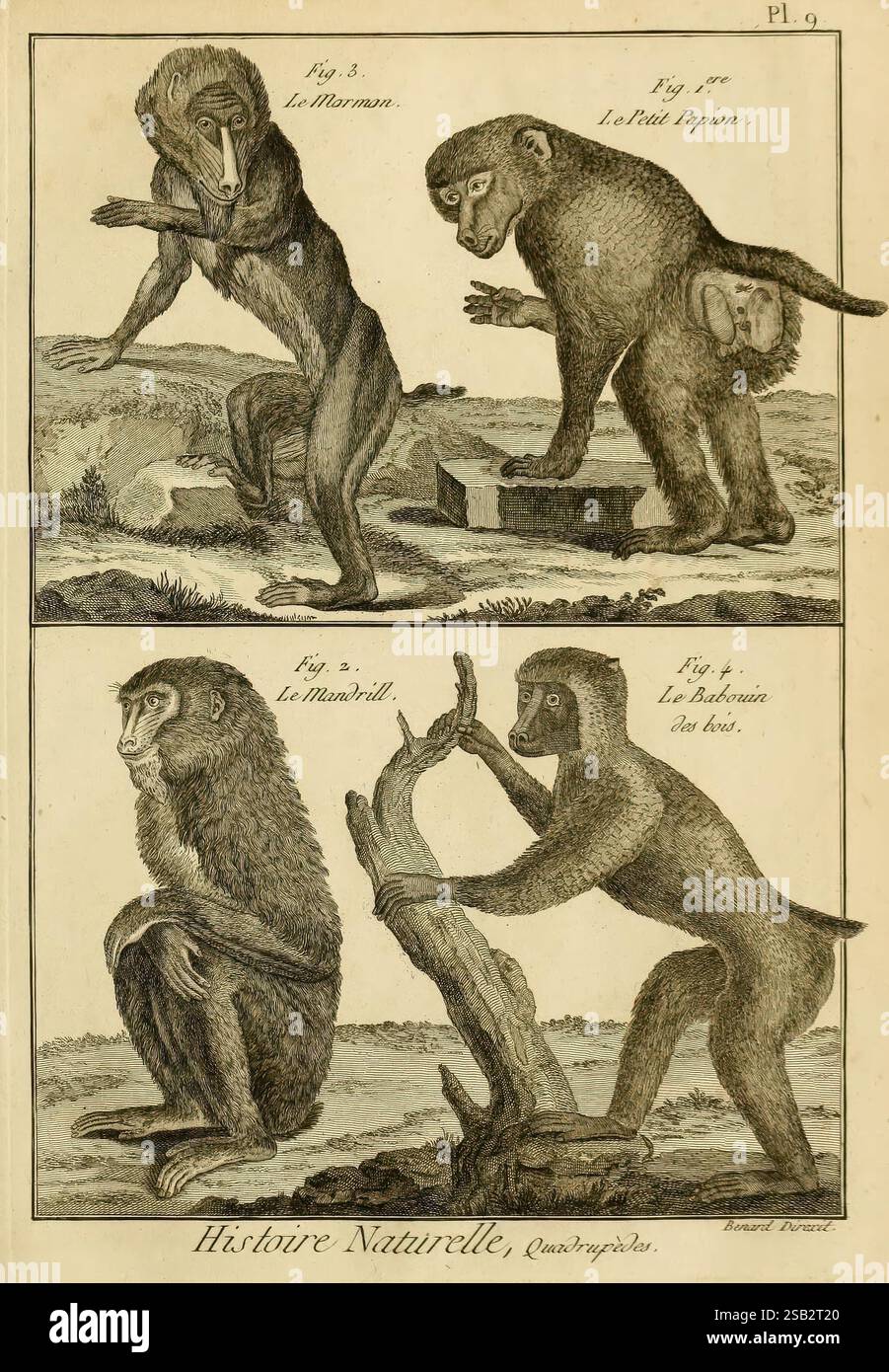 Lower Primates Depicted mimicking hi-res stock photography and images - Alamy
