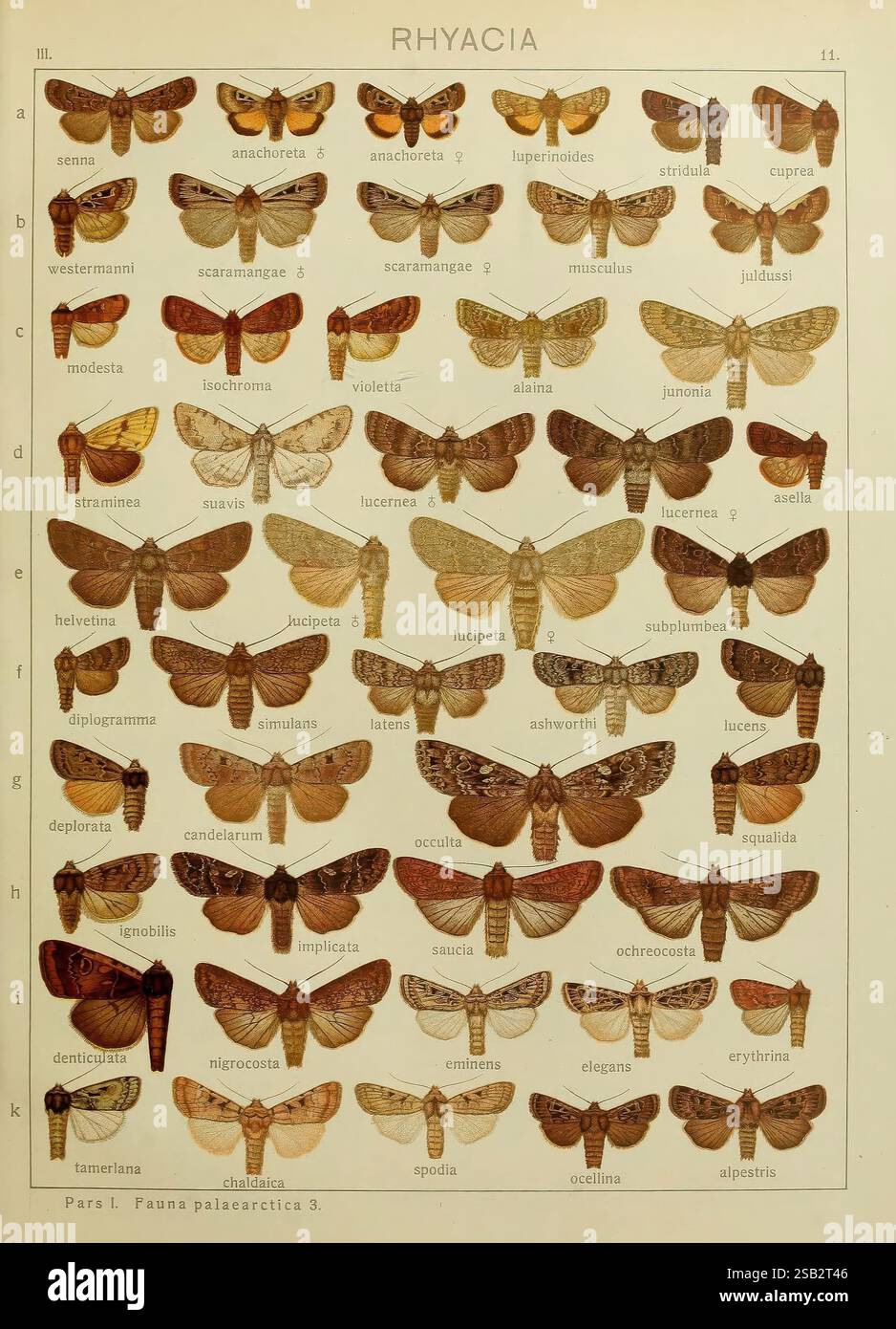 The Macrolepidoptera of the world. v.3. plates Stuttgart, Seitz'schen ...
