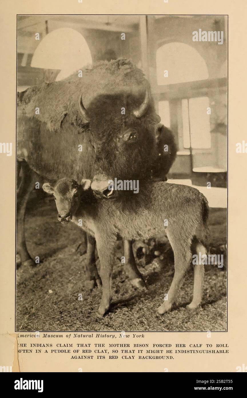 Young bison nestles close hi-res stock photography and images - Alamy