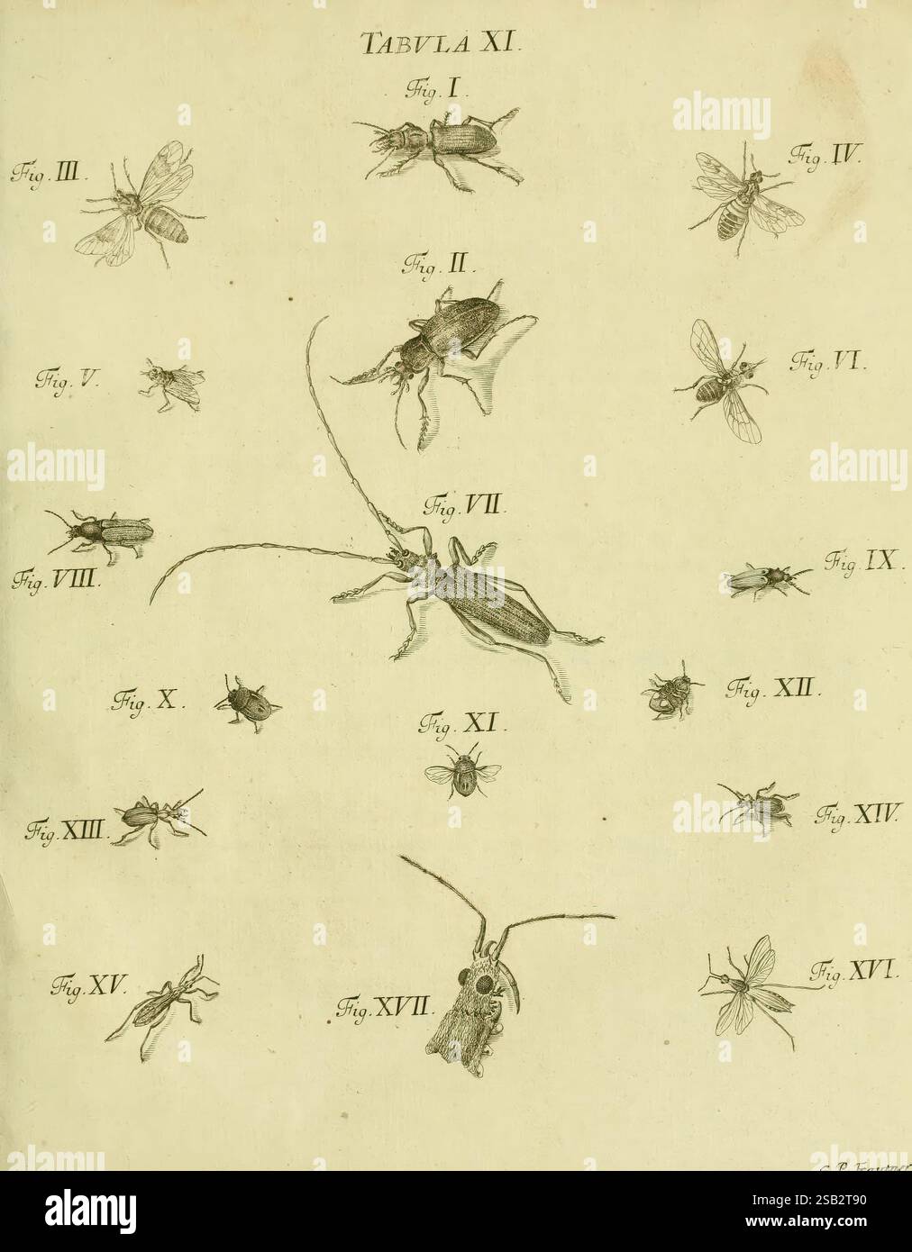 1791 germany insects regensburg arthropoda pictorial hi-res stock ...