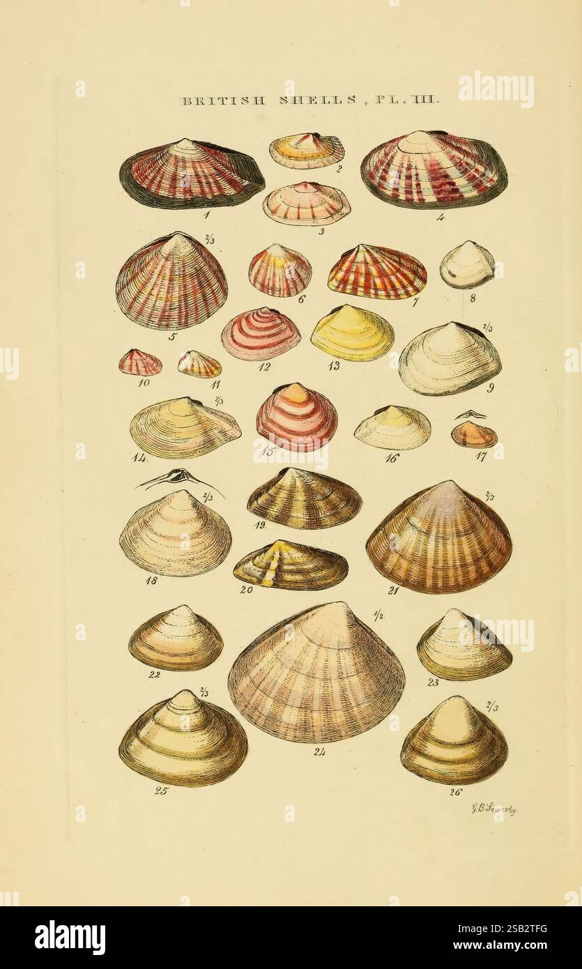 Various british shells displayed hi-res stock photography and images ...