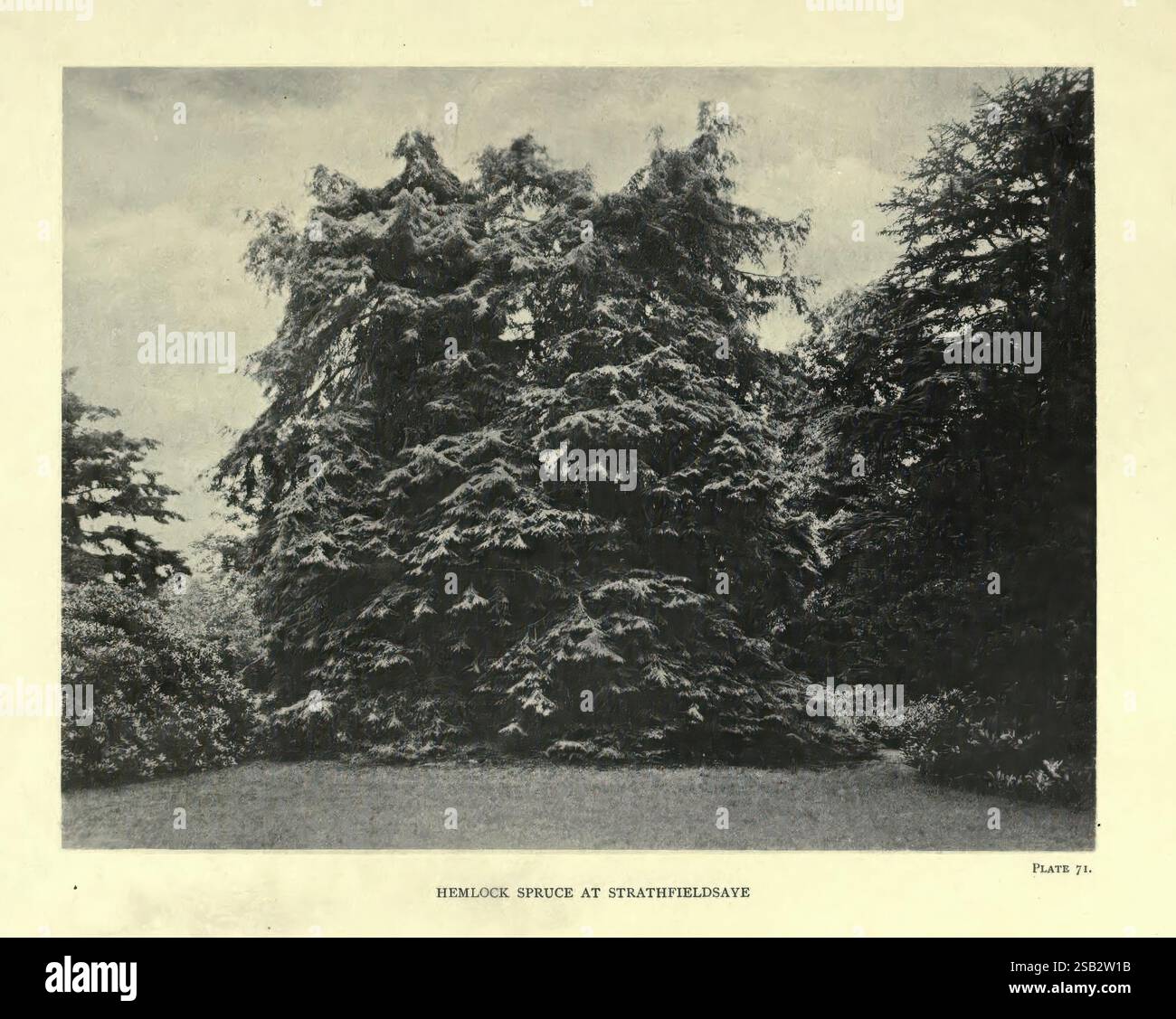 Promonient Tree Prominent tree stands tall hi-res stock photography and images - Alamy