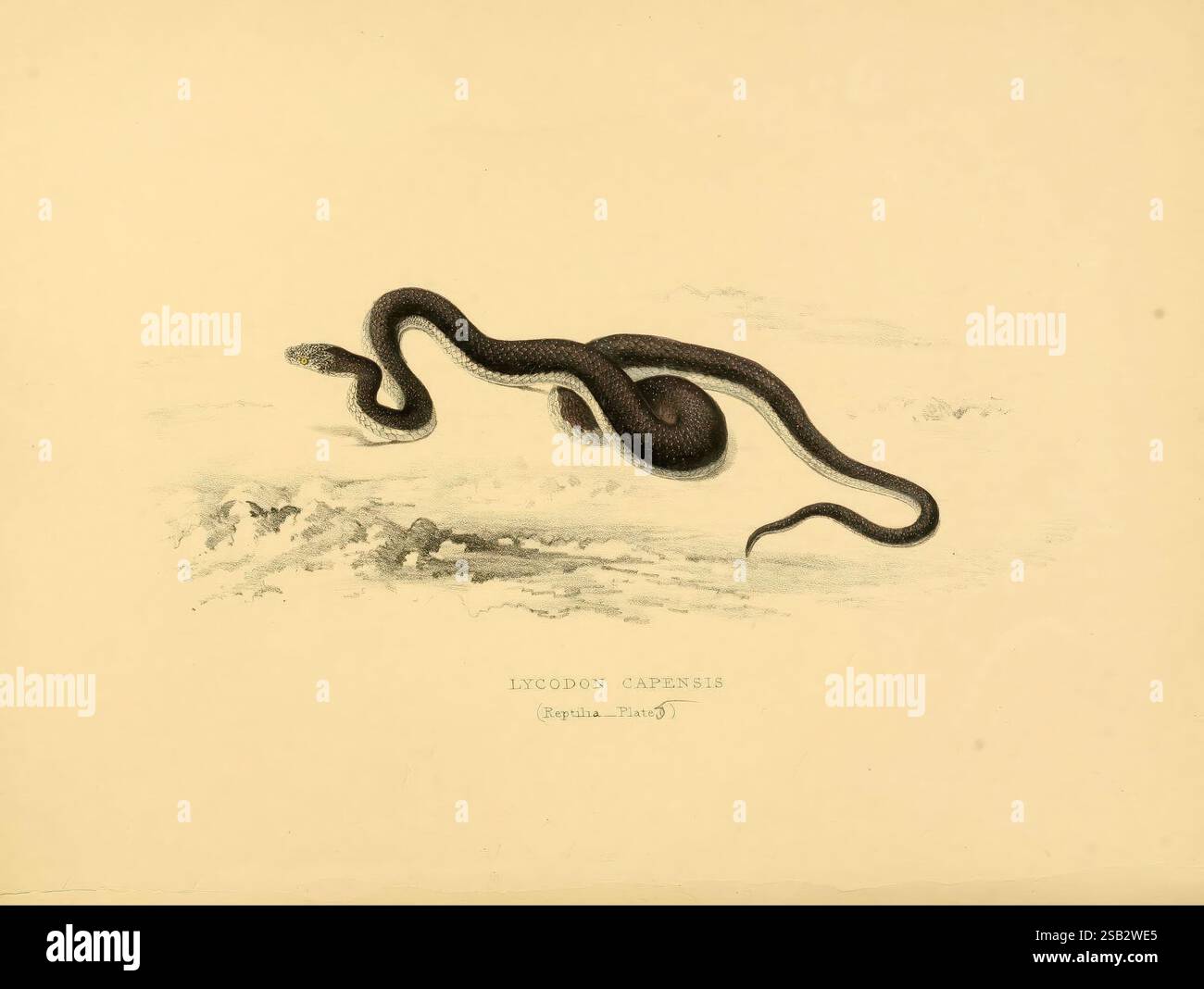 Illustrations of the zoology of South Africa, v.3. London, Smith, Elder ...