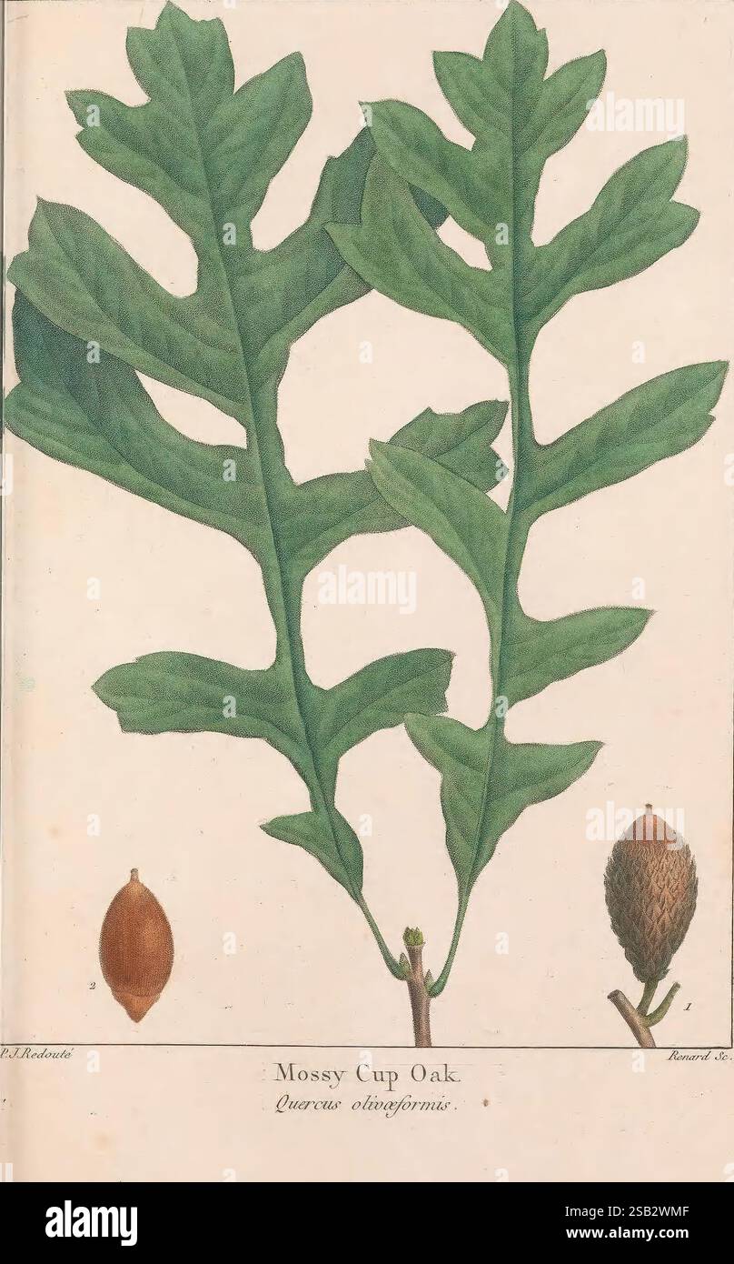Quercus olivaeformis hi-res stock photography and images - Alamy
