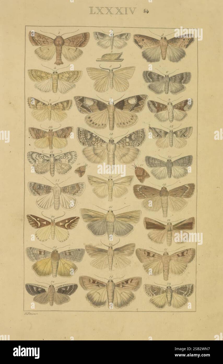 Numeral Insect Systematic matrix hi-res stock photography and images - Alamy