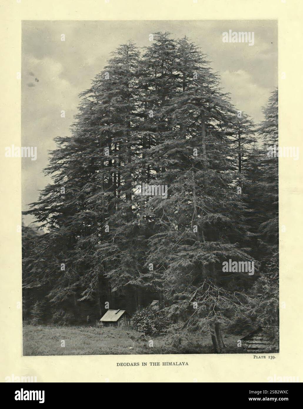 The, trees, of, Great Britain, &, Ireland, Edinburgh, Priv, print, 1906-13, Great, Britain, Ireland, trees,, A dense cluster of towering deodar trees stands majestically in the heart of the Himalayas. The ancient trees, with their sturdy branches and lush foliage, create a serene atmosphere, reminiscent of a tranquil forest setting. Below the trees, a subtle hint of a structure suggests the presence of human habitation or observation, seamlessly integrated into the natural landscape. The scene captures the timeless beauty and grandeur of this mountainous region, highlighting the peaceful coexi Stock Photo