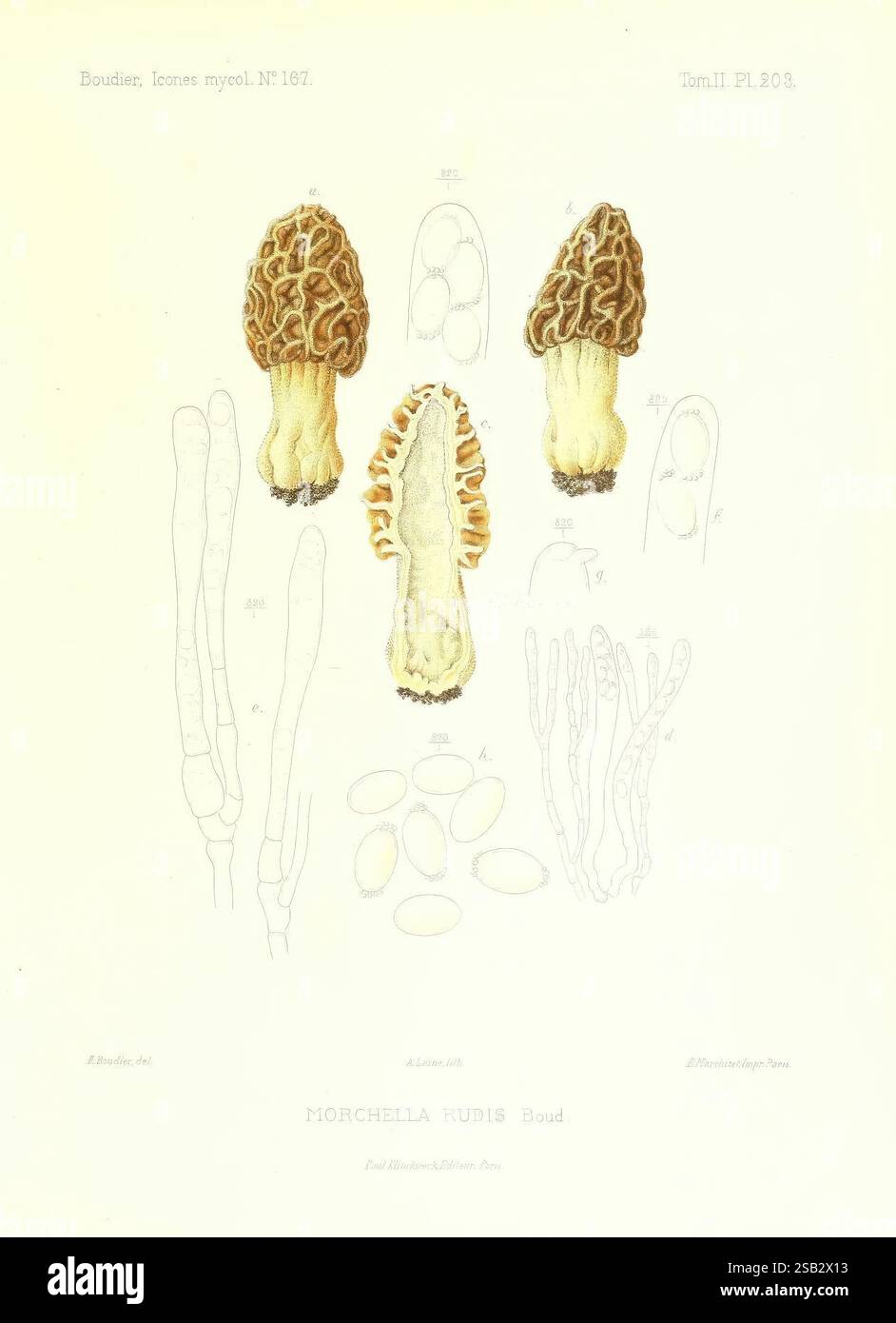 Morchella rubra hi-res stock photography and images - Alamy