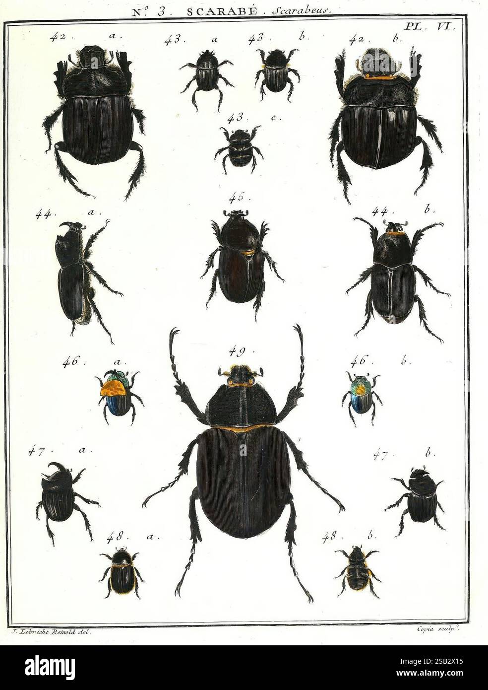 Composition features multiple beetles hi-res stock photography and ...