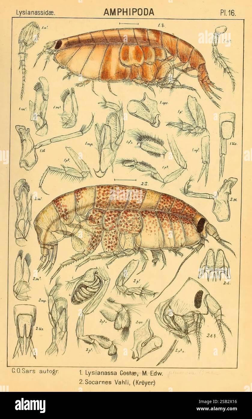 An account of the Crustacea of Norway, Christiania, A. Cammermeyer ...