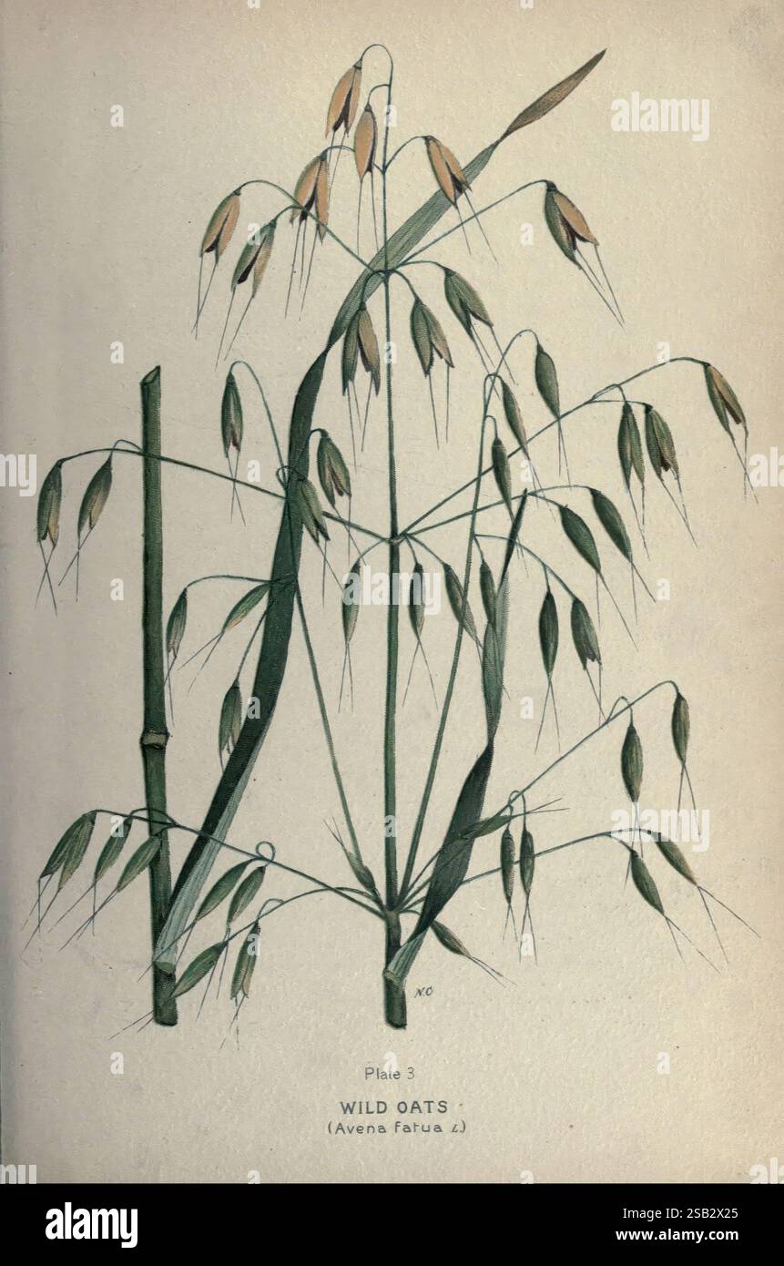 1923 Autumn Catalogue for Plants, Bulbs, & Seeds, Toronto Canada