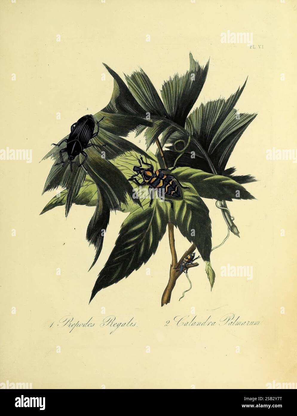 2nd Insect Insect Natural, history, of, the, insects, of, India, London, H.G, Bohn, 1842 ...