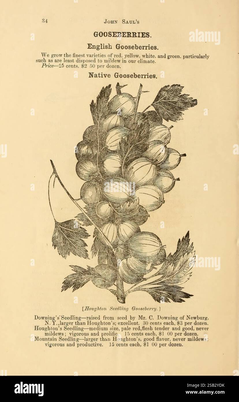 Different gooseberry types hires stock photography and images Alamy