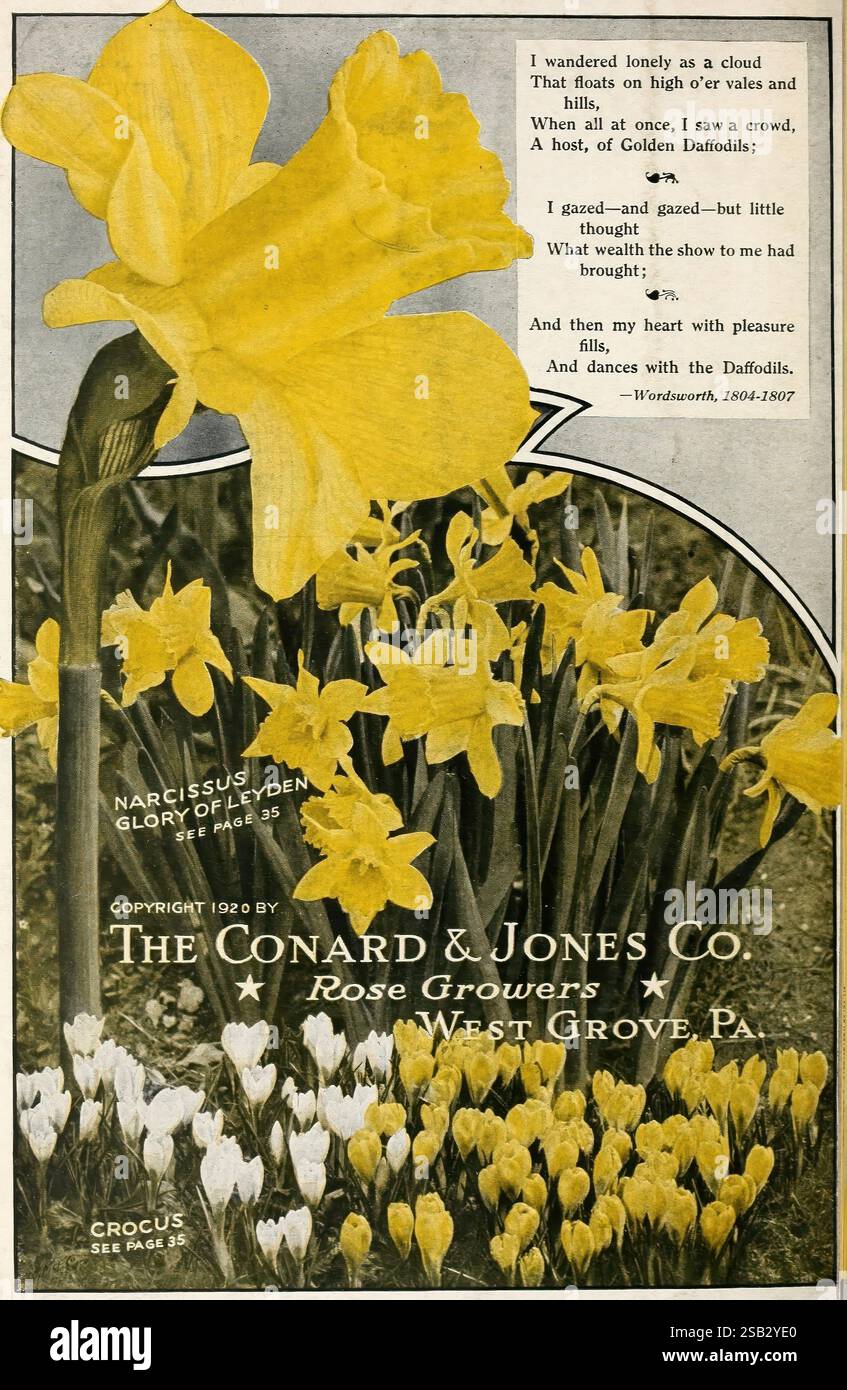 Conard's Spring The Conard & Jones Co. Roses West Grove, Pa. Conard & Jones Co, 1920 ...