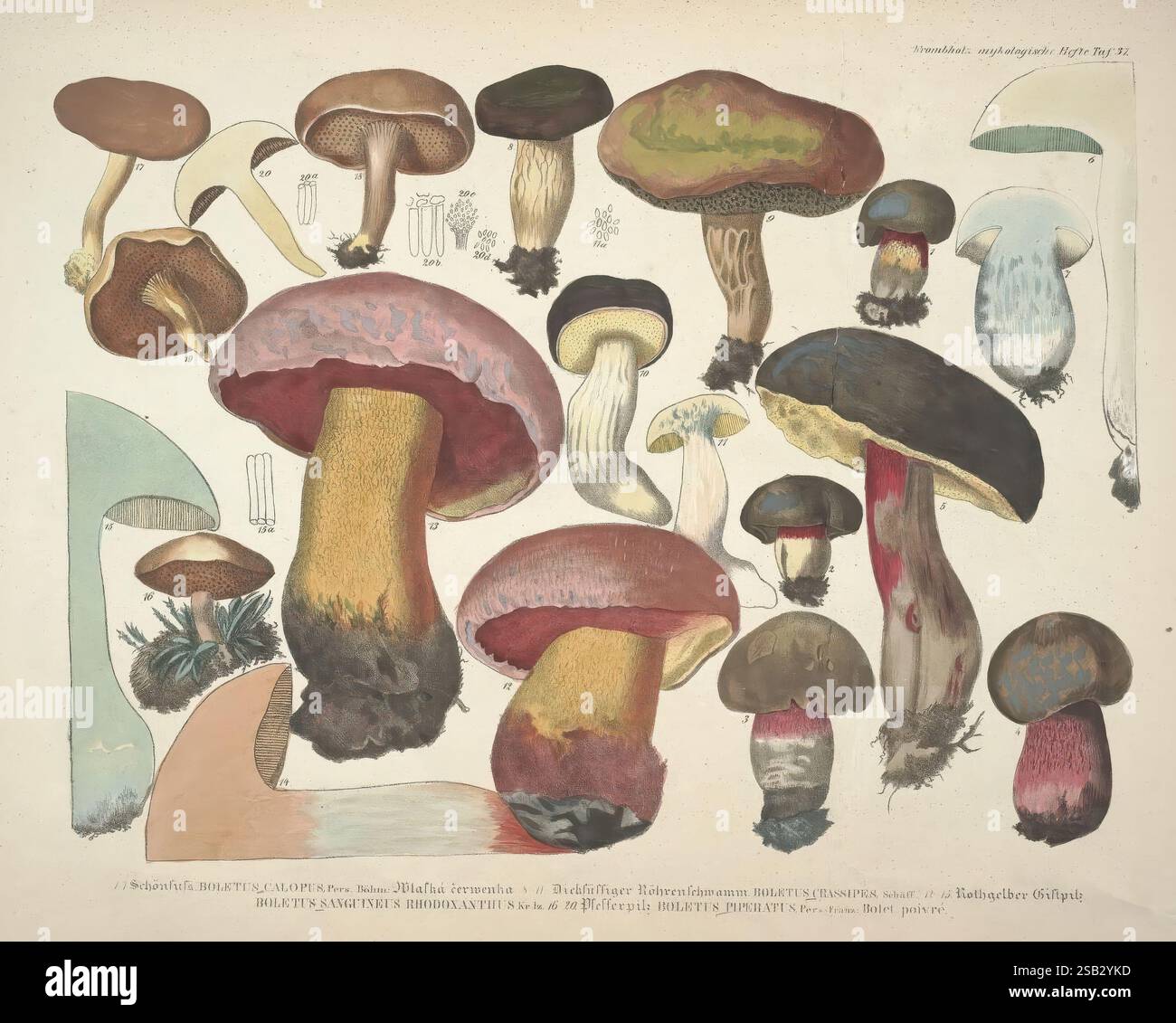 Illustrationen Und Beschreibungen Der Pflanzen Die Die Ordnung Der Natur Des Camellieae Bilden Pl07 Alfred Chandler main image 1