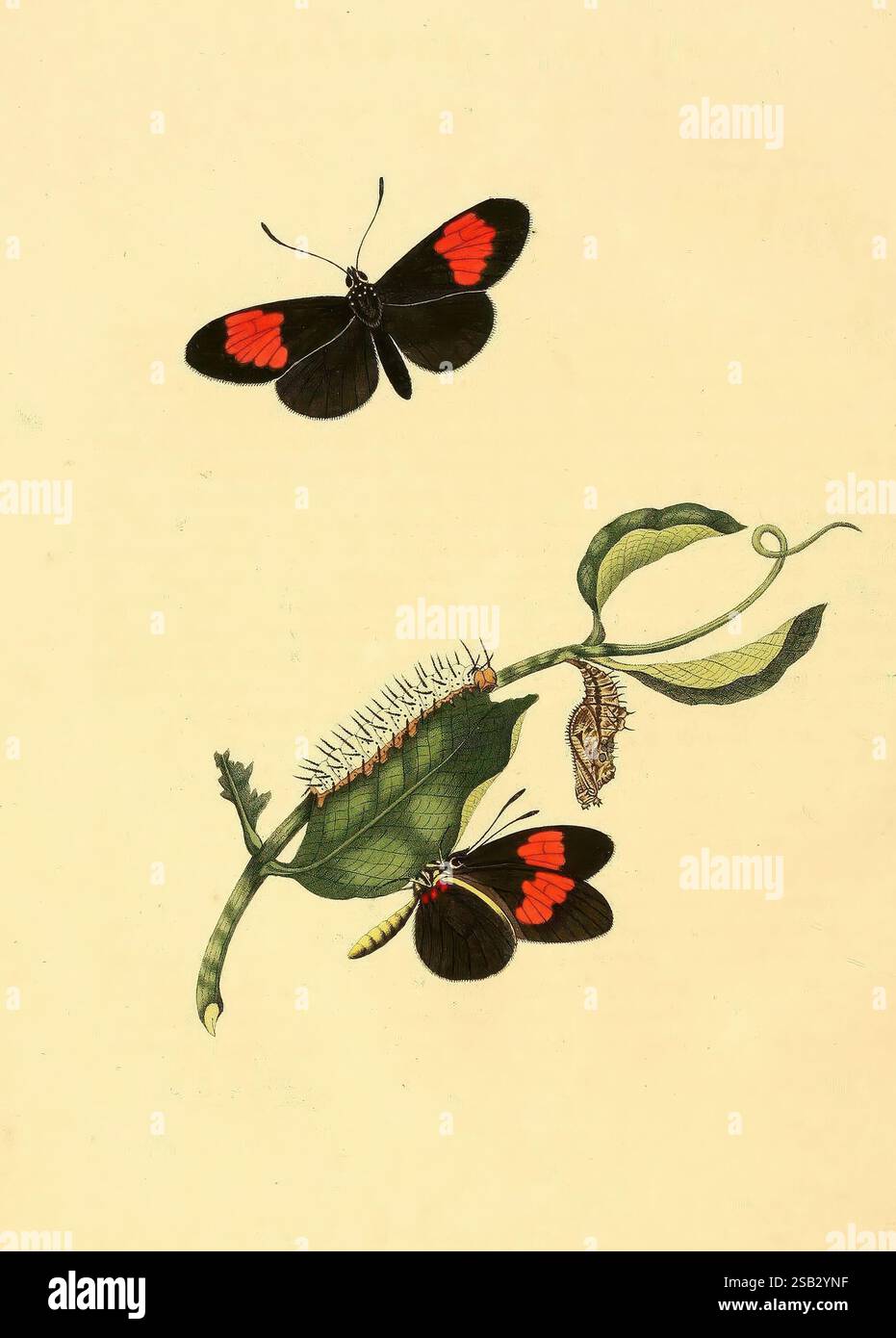 Transformative life cycle hi-res stock photography and images - Alamy