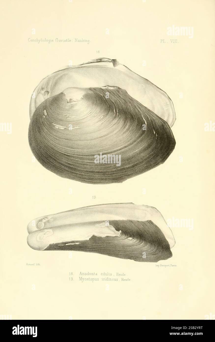 Anodonta edulis hi-res stock photography and images - Alamy