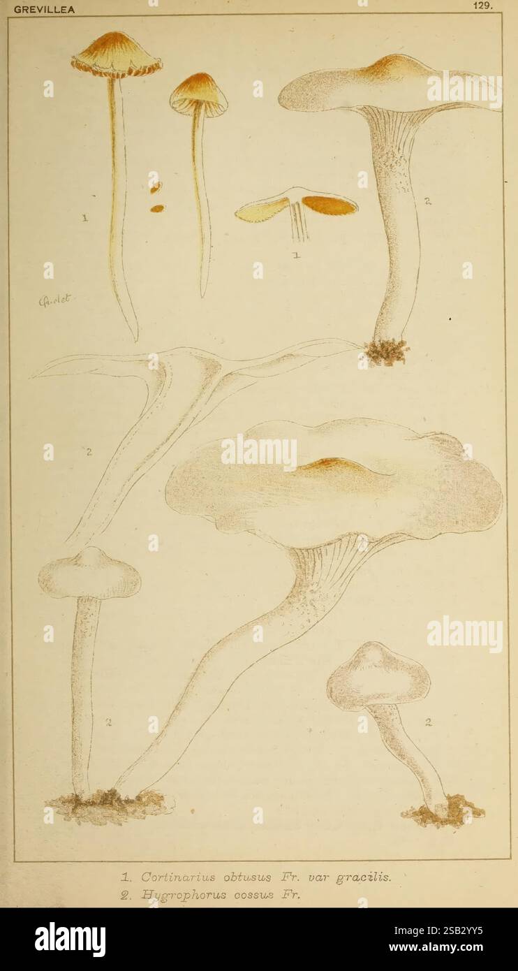 Grevillea London Williams and Norgate 1872-1894 cryptogamia cryptogams ...