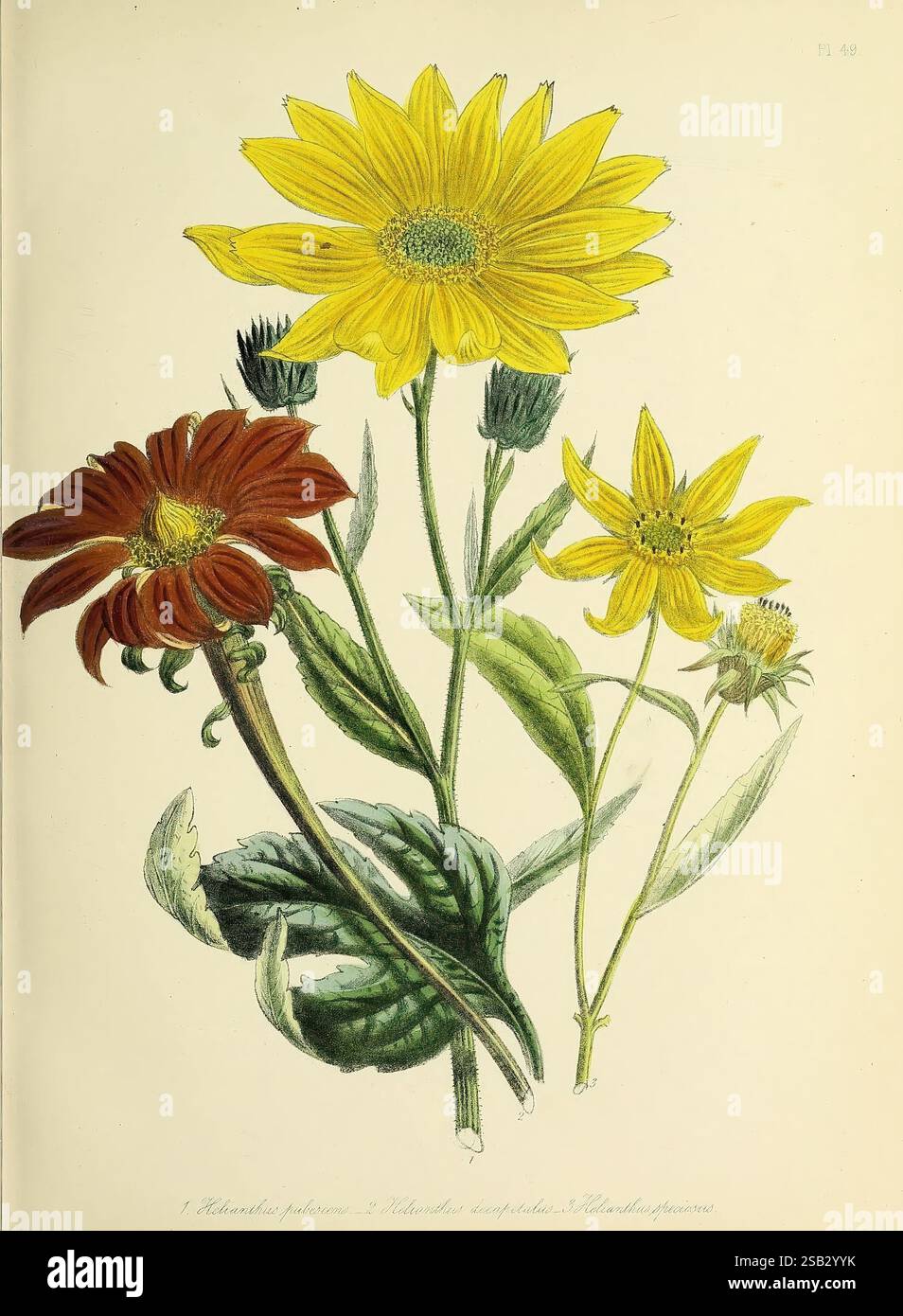 Three distinct flower species hi-res stock photography and images - Alamy