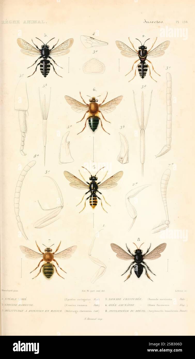 Le règne animal distribué d'après son organisation, Paris, 1836-1849 ...