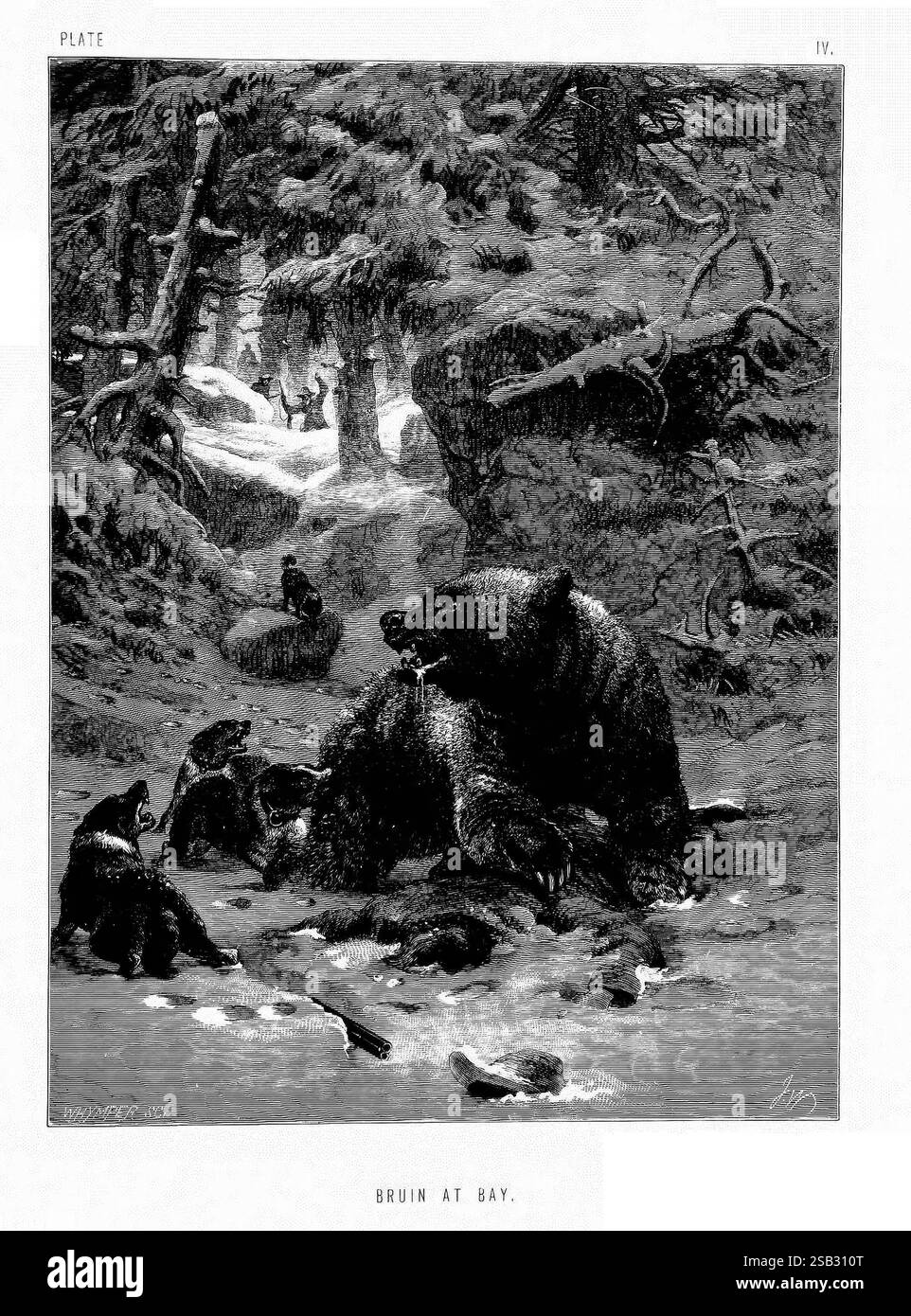 The, life, and, habits, of, wild, animals, London, A, Macmillan, 1874, birds, behavior animal, behavior, A powerful bear, known as Bruin, is depicted resting at the edge of a serene forest environment. Surrounded by tall trees and underbrush, the bear appears to be momentarily at ease, yet alert to its surroundings. A few smaller animals, possibly foxes or raccoons, curiously observe from a distance, adding a sense of intrigue to the scene. The interplay of light and shadow accentuates the textures of the bear's fur and the natural elements around it, creating a vivid representation of wildlif Stock Photo
