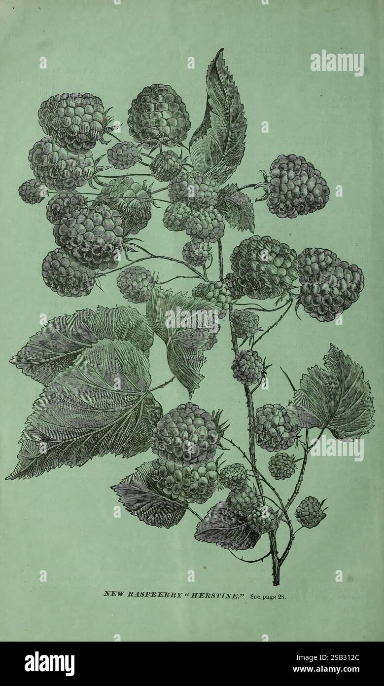 Botanical Name For Raspberry Detailed botanical illustration of raspberry plants hi-res stock ...