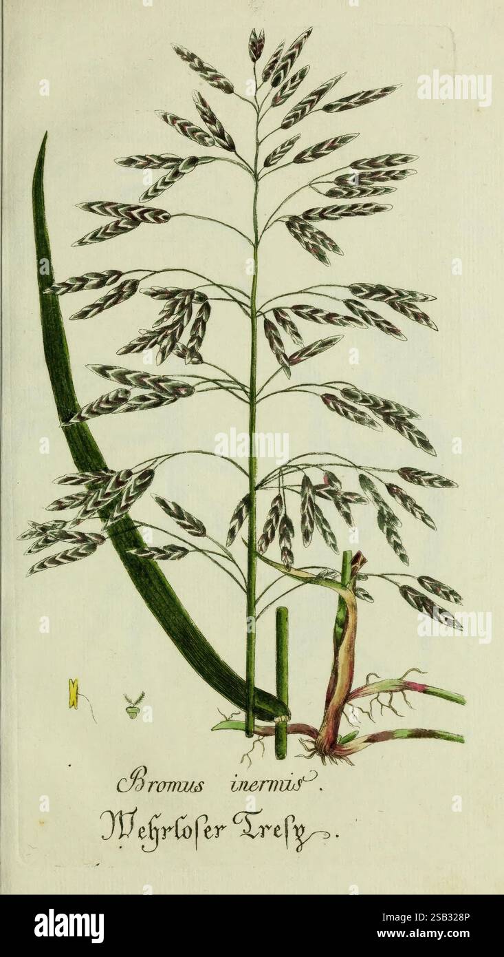 Plantarum indigenarum et exoticarum icones ad vivum coloratae, oder ...
