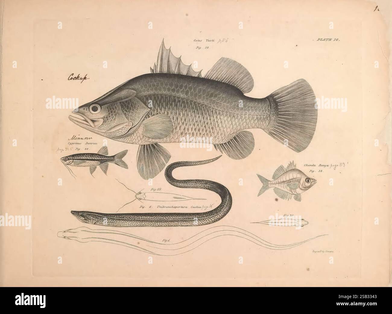 Portrayed prominently hi-res stock photography and images - Alamy