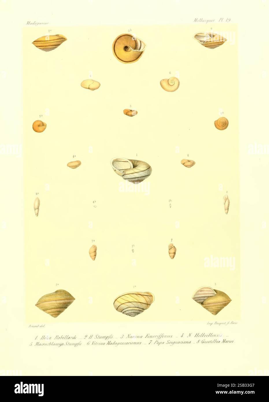 Map Caliorie Shell Histoire physique, naturelle, et politique de Madagascar, Paris, Impr ...