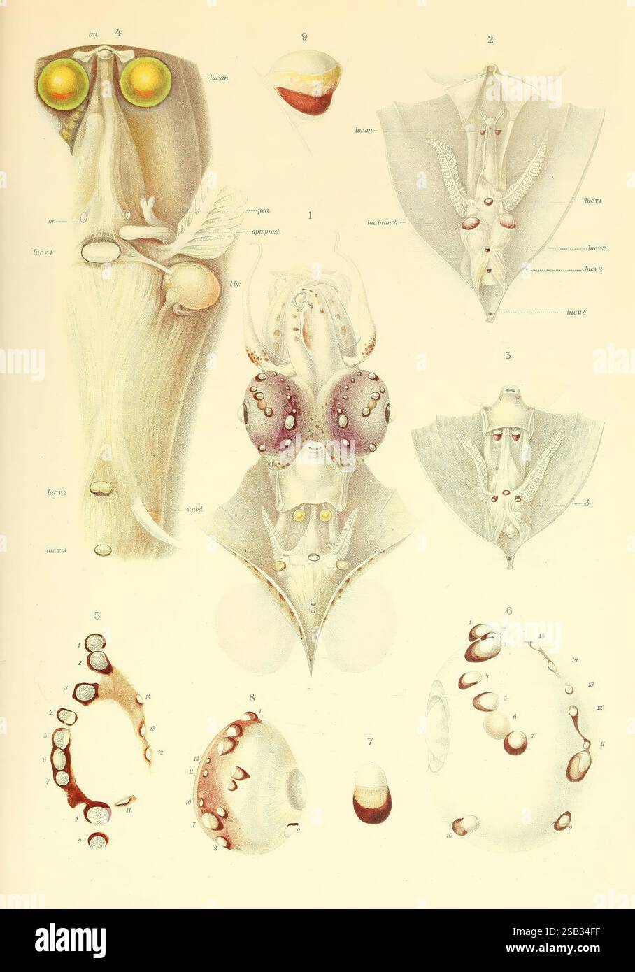 Labeled section highlights key characteristics hi-res stock photography ...
