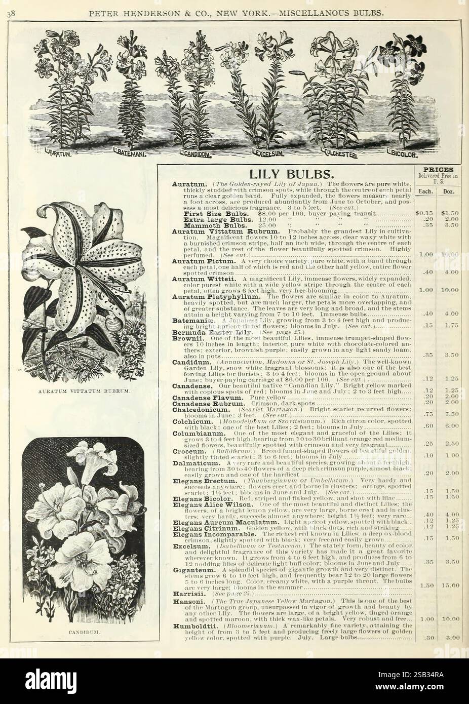 Autumn, bulbs, catalogue, New York, Peter Henderson & Co, 1900, flowers
