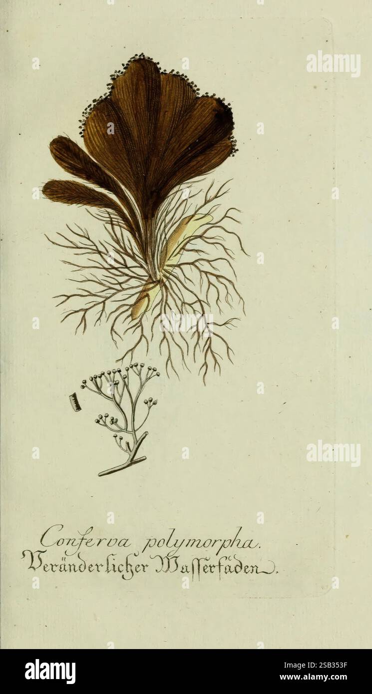 Plantarum indigenarum et exoticarum icones ad vivum coloratae, oder ...
