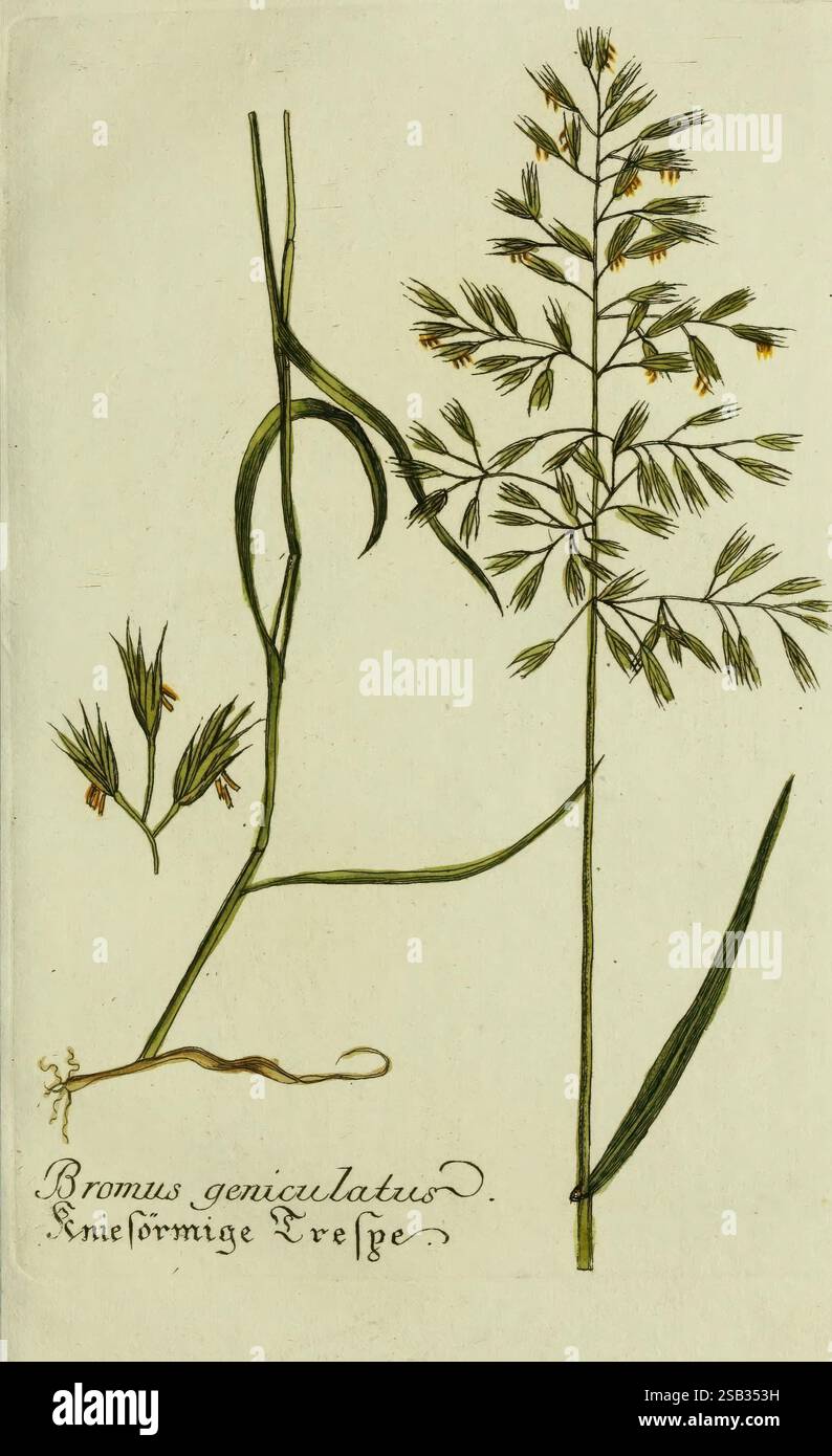 Plantarum indigenarum et exoticarum icones ad vivum coloratae, oder ...