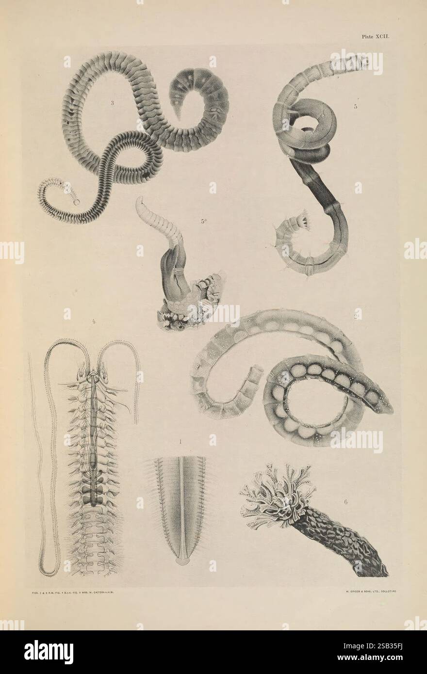 Illustrating another marine organism hi-res stock photography and ...
