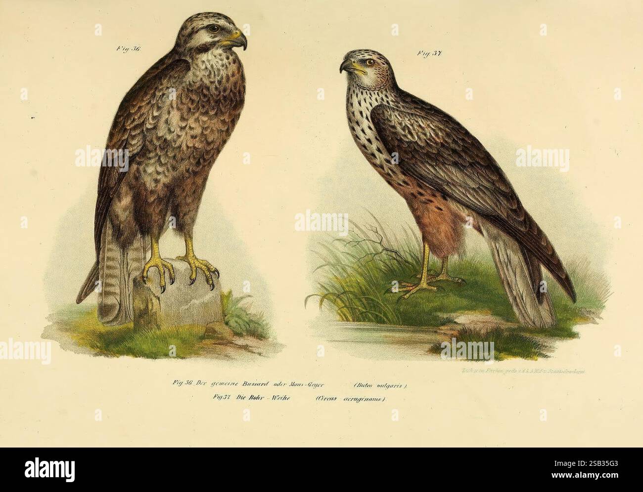Bilder-atlas zur Wissenschaftlich-populären Naturgeschichte der Vögel ...