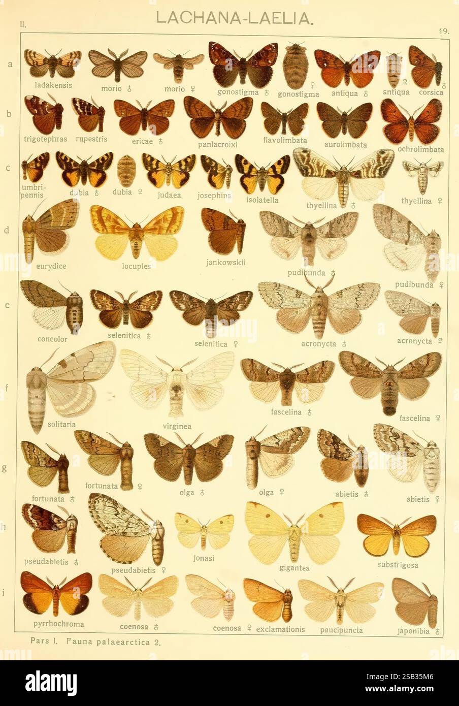 Classification spans multiple genera hi-res stock photography and ...
