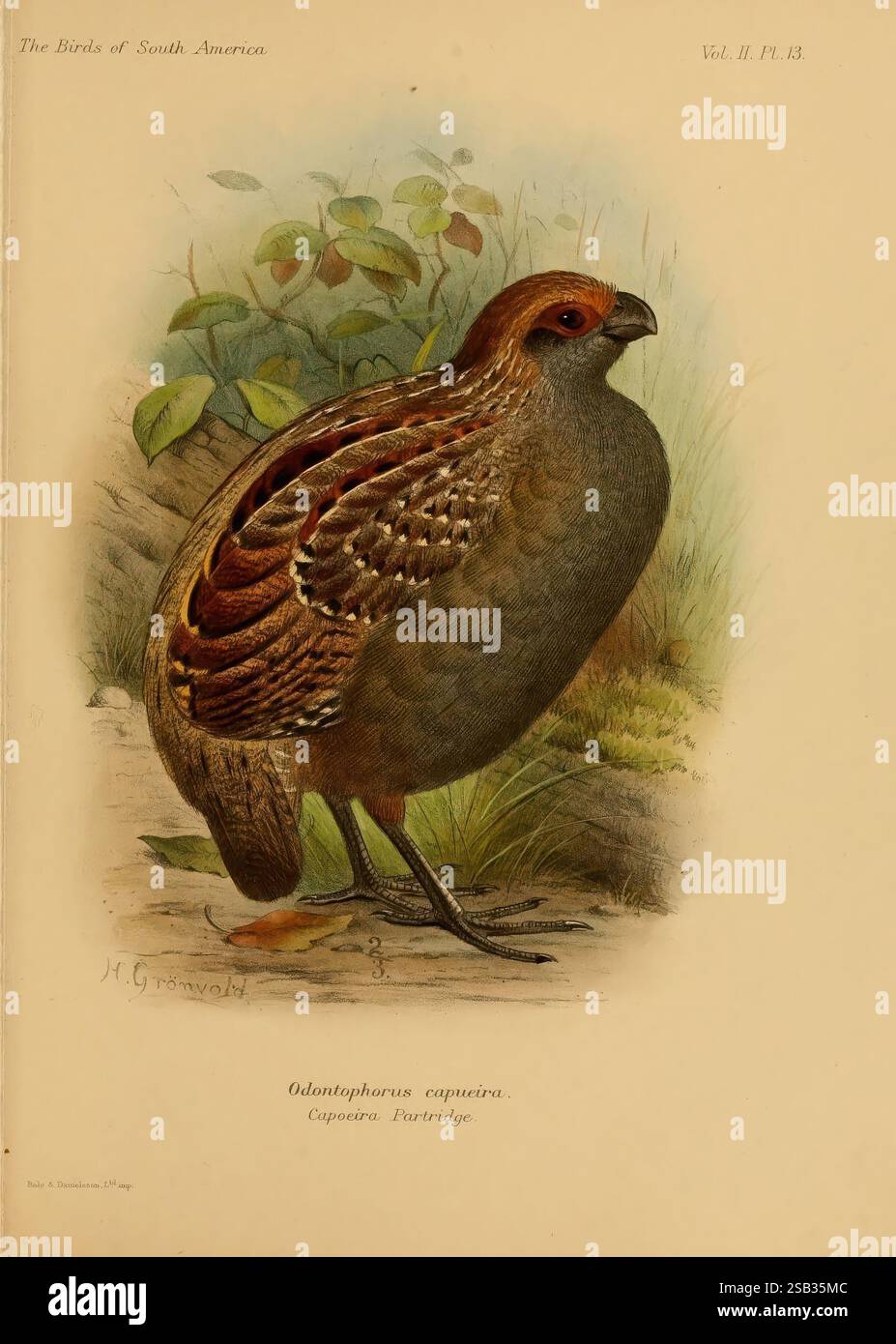 The birds of South America London, R. H. Porter [etc, 1912]-17 South ...