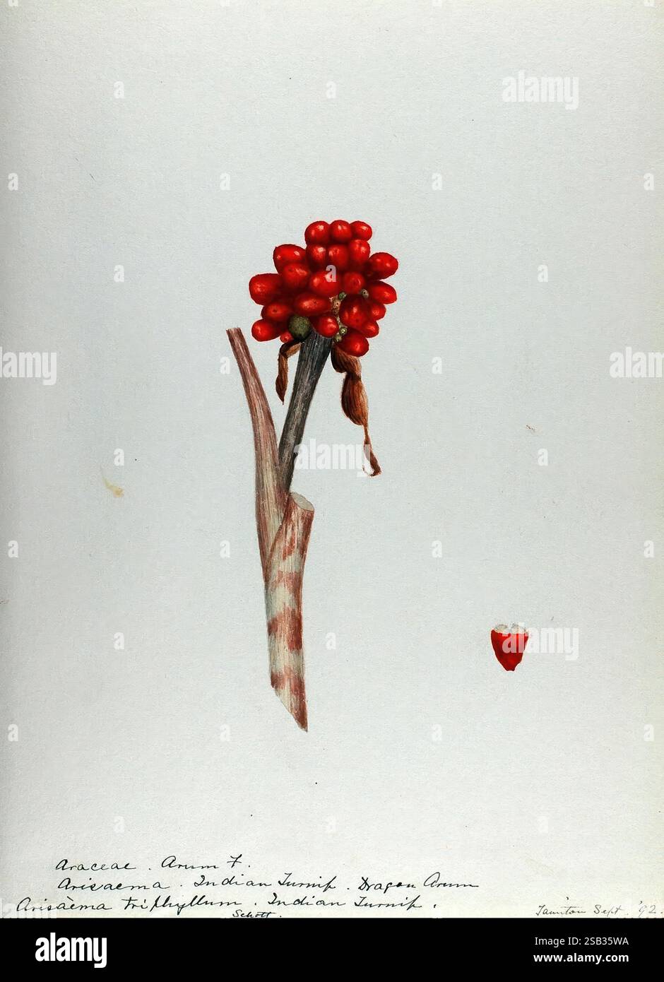 Bright red fruit atop hi-res stock photography and images - Alamy