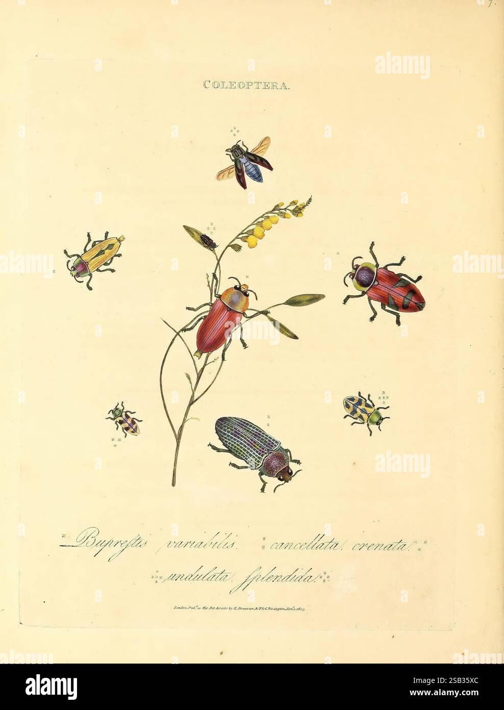 Polynesia Insects Castiarina crenata hi-res stock photography and images - Alamy