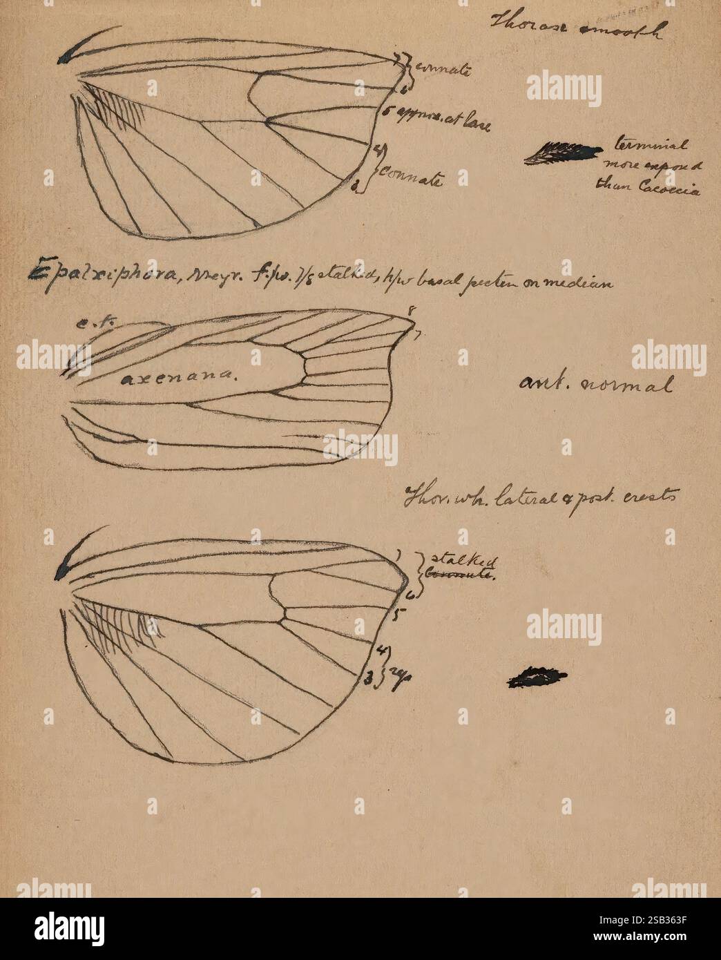 Entomology Philpott, Alfred Sketch book 1925, insects new zealand ...
