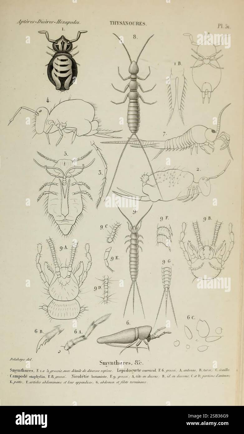 Histoire naturelle des insectes. Aptères. Paris, Librairie ...